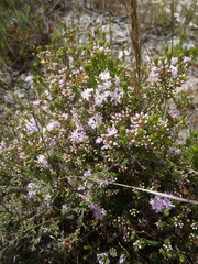 Agathosma riversdalensis