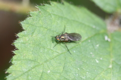 Dolichopus ungulatus