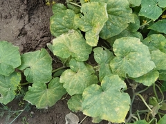 Pseudoperonospora cubensis