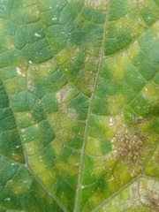 Pseudoperonospora cubensis