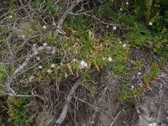 Silene undulata undulata