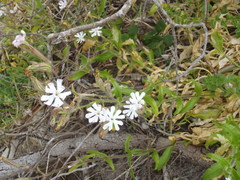 Silene undulata undulata