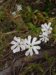 Silene undulata undulata