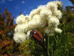 Trichostetha capensis