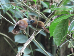 Cyanoderma erythropterum