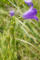 Campanula moravica