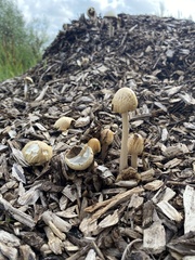 Agrocybe rivulosa