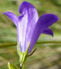 Campanula moravica