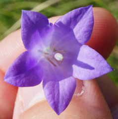 Campanula moravica