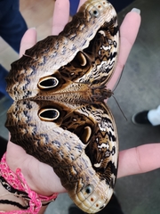 Caligo beltrao