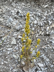 Artemisia palustris