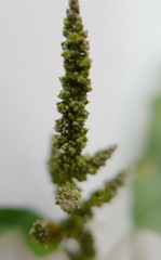 Amaranthus