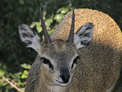 Oreotragus oreotragus transvaalensis