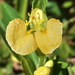 Common Yellow Dayflower - Photo (c) Nicola van Berkel, some rights reserved (CC BY-SA), uploaded by Nicola van Berkel