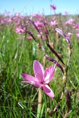 Hesperantha pauciflora