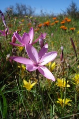 Hesperantha pauciflora