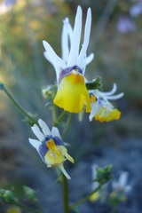 Nemesia cheiranthus