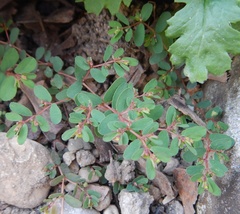 Euphorbia humifusa