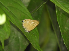 Deudorix epijarbas cinnabarus