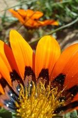 Gazania rigida
