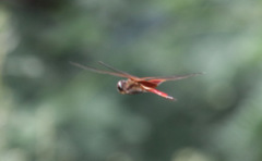 Tramea darwini
