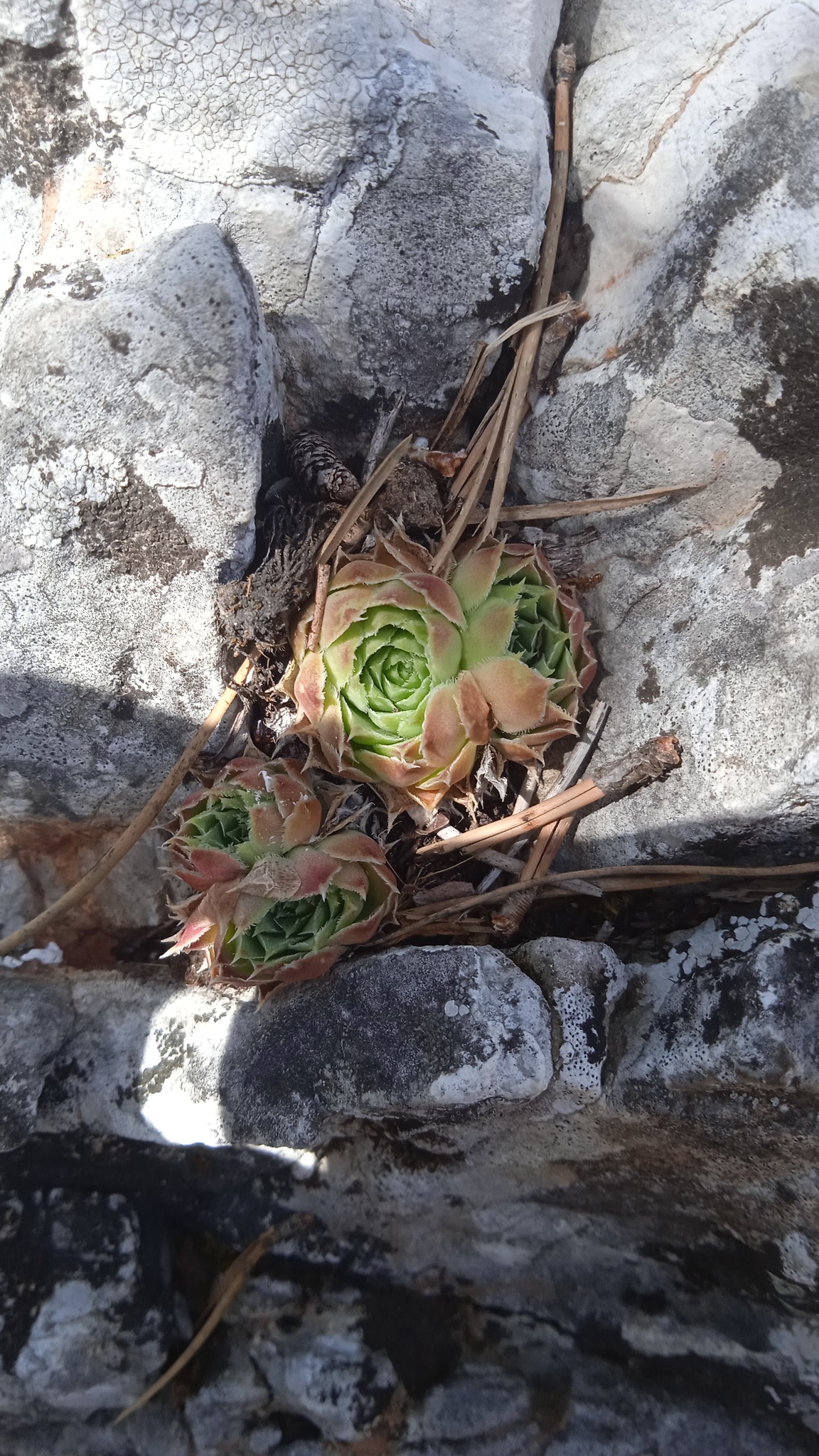 Sempervivum heuffelii 'Torrid Zone' 3