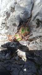 Sempervivum heuffelii