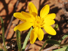 Rhynchopsidium pumilum