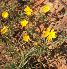 Rhynchopsidium pumilum