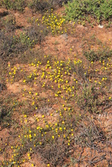 Rhynchopsidium pumilum