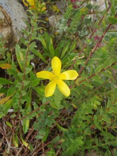 African flax (Linum aethiopicum)