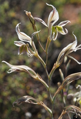 Gladiolus permeabilis edulis