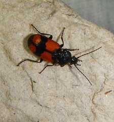 Panagaeus