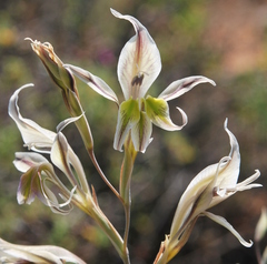 Gladiolus permeabilis edulis