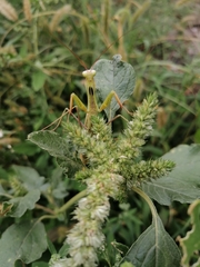 Mantis religiosa