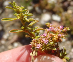 Aizoon portulacaceum