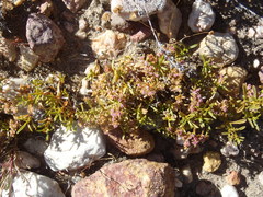Aizoon portulacaceum
