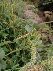Mantis religiosa