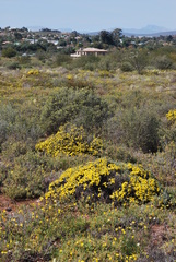 Oedera humilis