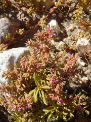 Aizoon portulacaceum
