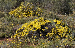 Oedera humilis