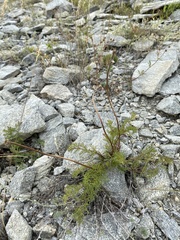 Pulsatilla tenuiloba