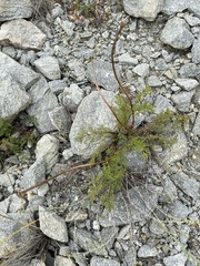 Pulsatilla tenuiloba