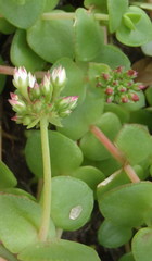 Crassula pellucida marginalis