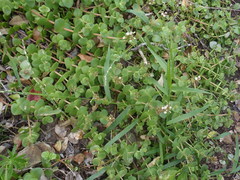 Crassula pellucida marginalis