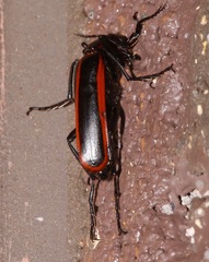 Pyrota akhurstiana