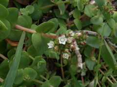 Crassula pellucida marginalis