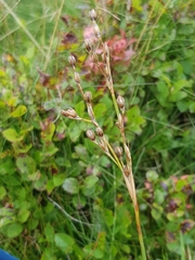 Juncus squarrosus