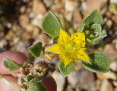 Aizoon glinoides