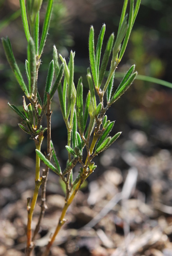 Paarl Silverpod (Argyrolobium angustissimum)
